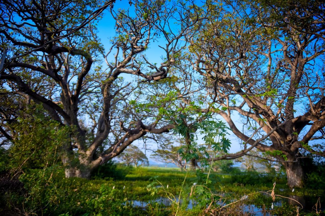 Tissa Rainbow Guest&Yala Hotel Tissamaharama Bagian luar foto